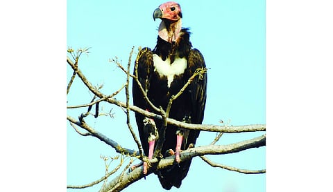 BNHS releases 15 endangered Indian vultures in Melghat Tiger Reserve