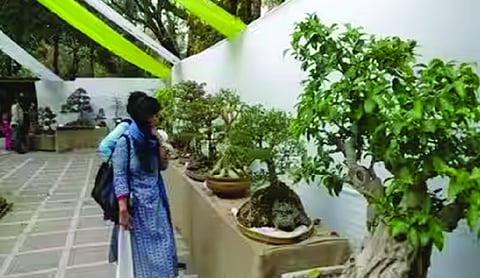 Bonsai exhibition with 100 plants begins at Lodhi Garden