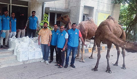 Camels used to smuggle liquor into Delhi, 1 arrested