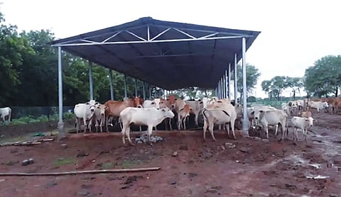 Chhattisgarh CM launches Gaudham Yojana for stray cattle