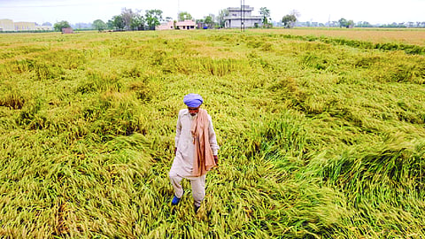 Chouhan orders crop loss assessment after storms