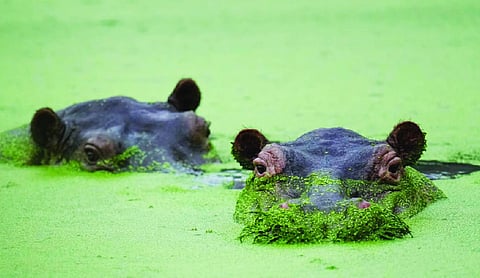 Colombians split on fate of Pablo Escobar’s hippos