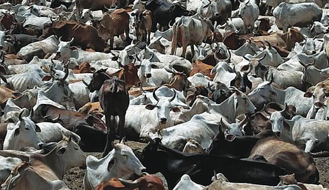 Cow slaughter row: Rajasthan Assembly adjourned 5 times