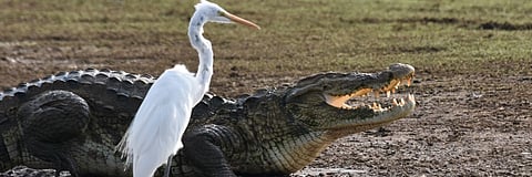 Representational image.