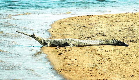Destruction of wildlife habitat in protected area will attract offences, penalties: SC