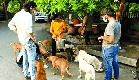 Do NGOs, activists claiming to care for stray animals accept liability, asks SC