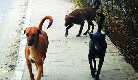 Dwarka dog shelter to be ready by November: MCD officials