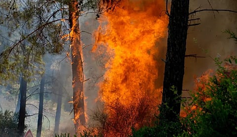 Europe’s wildfires have raised danger posed by unexploded WWII bombs