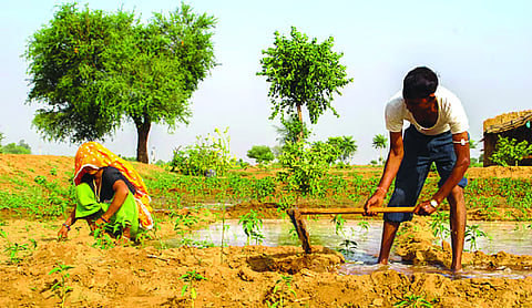 Fertiliser subsidy bill set to overshoot budget estimate amid West Asia crisis