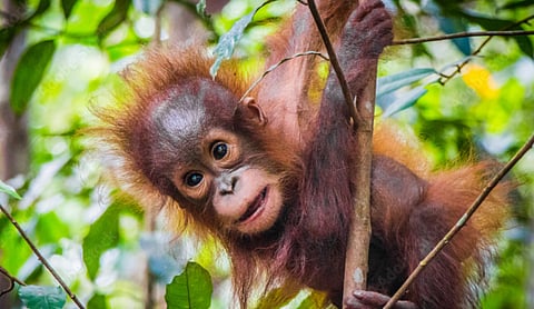 Orangutan I Stock image