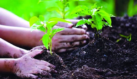Forest dept plans plantation drive
