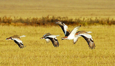 From vultures to bustards: Reversing avian decline needs habitats, not robots