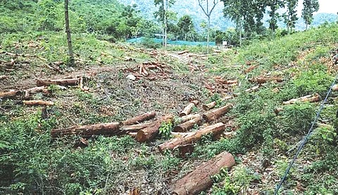 FSI stalls AI-based alerts on deforestation to States
