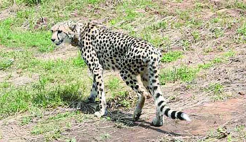 Gujarat nears landmark move with cheetah breeding centre in Kutch