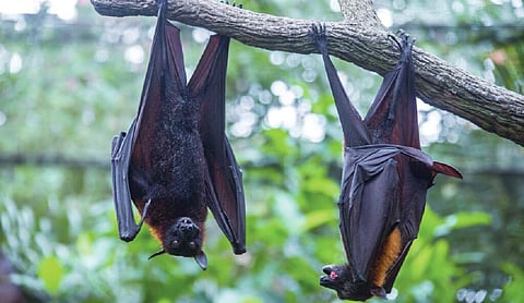 Health condition of two nurses infected with Nipah virus improve
