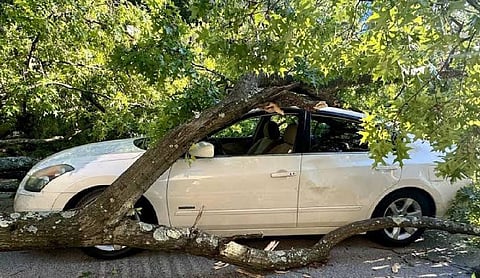 Himachal Police tells to avoid parking near weak trees during rain after Shimla roadside incident