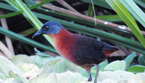 Hirakud reservoir sees record 4.21 lakh migratory birds