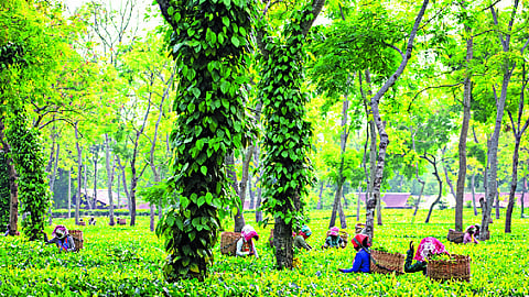 How Assam’s sisters are rewriting the State’s economic script