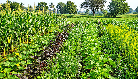 India’s Ancient Wisdom of Mixed-Crops and Inter-Crops Farming