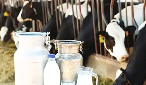 India’s milk production up from 17 MT in 1950 to 247 MT in 2025: Official