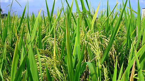 India, as the rice bowl of the world