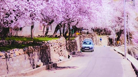 Ladakh opens skies wider for Apricot Blossom Festival