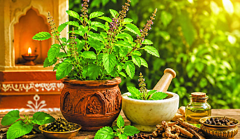 Marvels of India - TULSI
