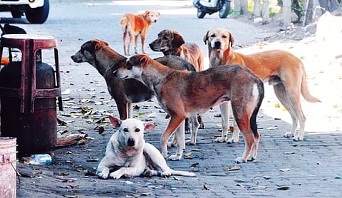 MCD to roll out microchipping, vaccination drive for stray dogs
