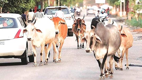 NHAI may ask contractors to setup gaushalas for stray animals on highways: SC
