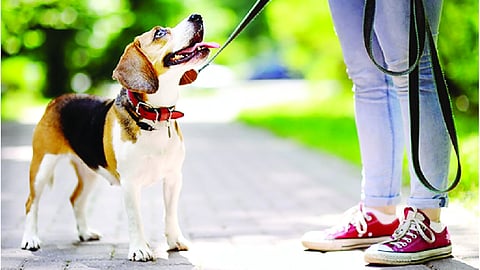 No leash, no mercy: INR 1,000 fine for dog owners