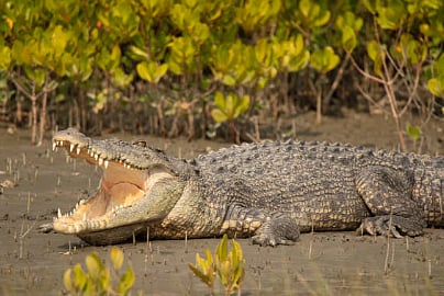 Source: istock