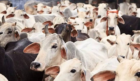 Over 300 Cow Carcasses Found At Jaisalmer Dumping Site, Probe Ordered