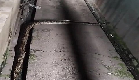 Python spotted near Vande Bharat Express triggers panic at Haridwar station