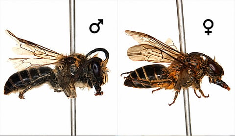 Rare Bhutan-China bee species found for first time in Arunachal
