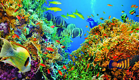 Rising seas, stronger cyclones and the fight for our blue planet