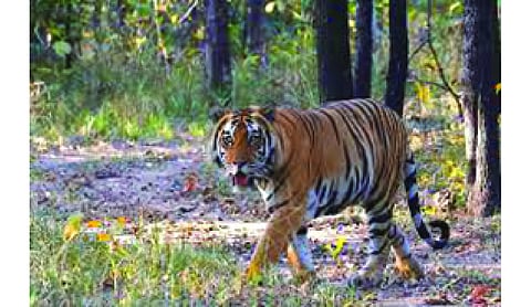 Satpura Centre rewilds 25 tigers in 10 years