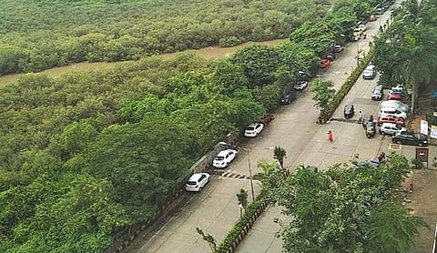 SC’s no to plea against Bombay HC order on removal of mangroves