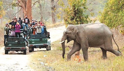 SC clears metalling of 11.5-km Laldhang-Chillarkhal road project through Rajaji National Park