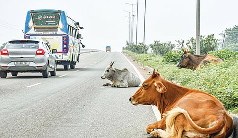 SC seeks response from Centre, others on plea to prevent cattle intrusion on highways