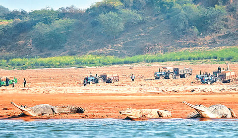 SC takes suo motu cognisance of illegal sand mining in Chambal