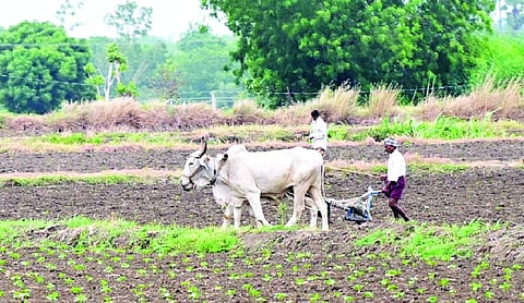 Sowing area in Marathwada down by 7 per cent amid rainfall deficit