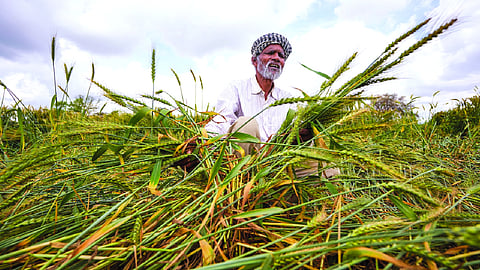 Storm and hail damage crops; Chouhan steps in with relief measures