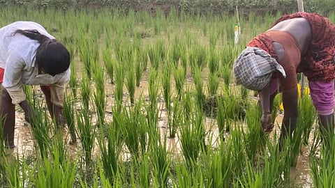Strengthening India’s energy security through bioenergy