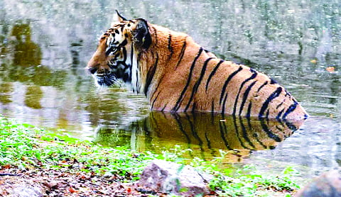 Tiger found dead in Panna reserve; third in three months