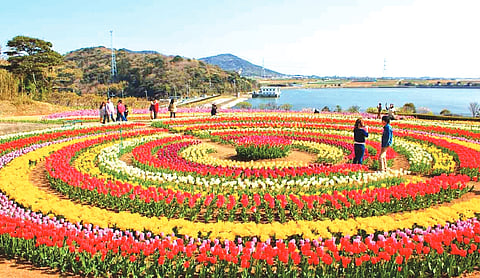 Tulip garden in Srinagar to be closed as bloom season ends