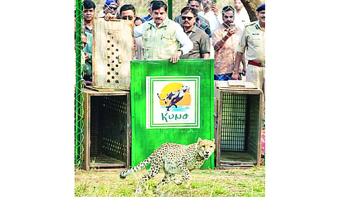 Two cheetahs released into wild in Kuno