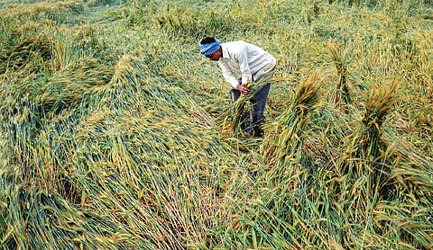 Unseasonal rain, hail damage crops across 2.49 lakh hectares