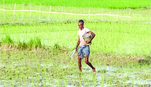 Weak monsoon may lift soluble fertiliser demand; price remains bigger risk: SFAI