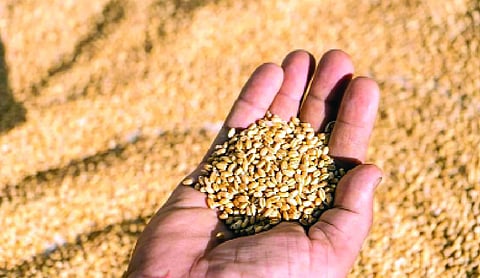 Wheat procurement rises to 35 MT, exceeds target for 2026-27