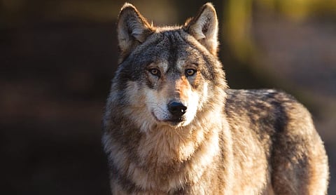 Wolf bites woman in shopping area in Germany’s 2nd-biggest city
